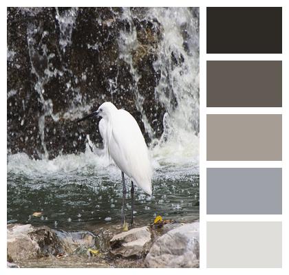 Waterfall Little Egret Bird Image
